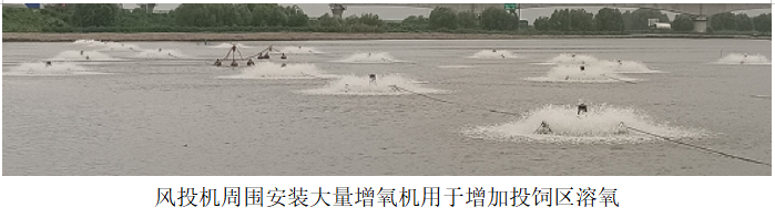 風投機周圍安裝大量增氧機用于增加投飼區(qū)溶氧.png 風投機周圍安裝大量增氧機用于增加投飼區(qū)溶氧.png