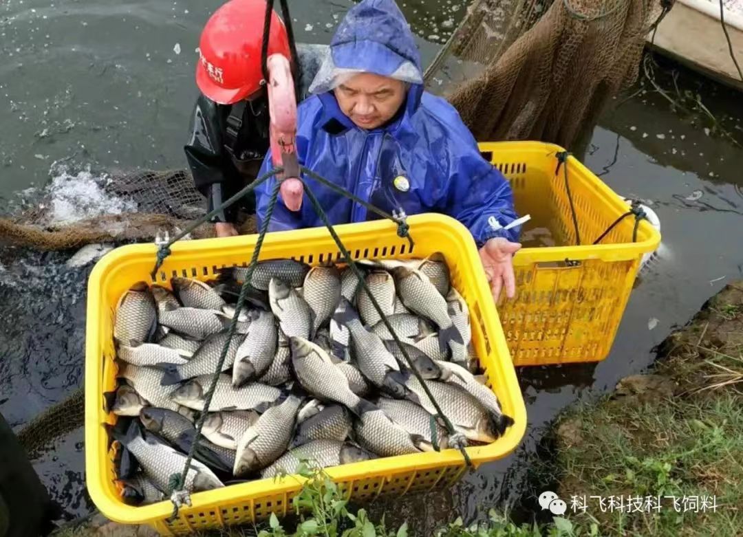 捕魚運(yùn)魚:脫粘、掉鱗、出血、不耐運(yùn)輸.jpg 捕魚運(yùn)魚:脫粘、掉鱗、出血、不耐運(yùn)輸.jpg